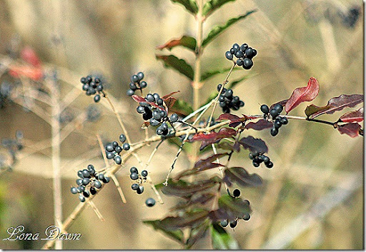 Flowering+dogwood+berries