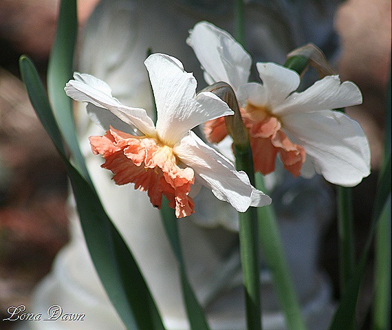 [Daffodil_PRuffles11.jpg]