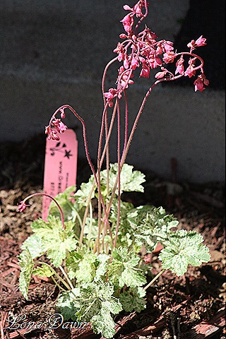 [Heuchera_SnowAngel8.jpg]