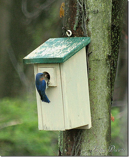 Bluebird_Nesting