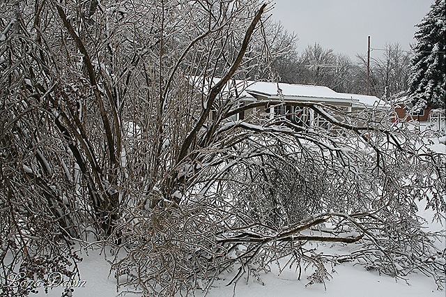 [Lilac_IceStorm_2009_2[8].jpg]