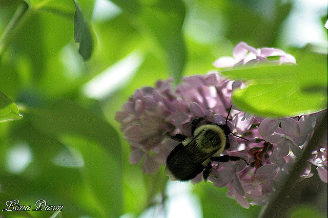 [Bumblebee_Lilac[8].jpg]