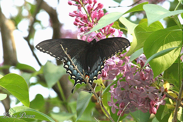 [Lilac2_BlackSwallowtail[14].jpg]