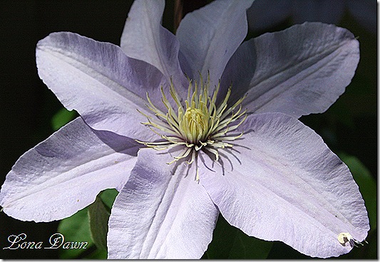 SilvermoonClematis