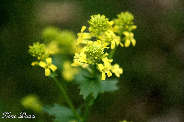 [Mustard2[8].jpg]