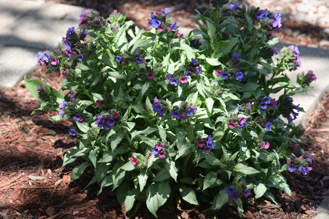 [Pulmonaria_DC[4].jpg]