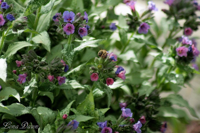 [Pulmonaria_Bee[8].jpg]