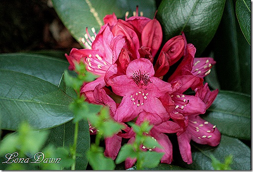 Rhododendrom_NovaZemlbaBloom