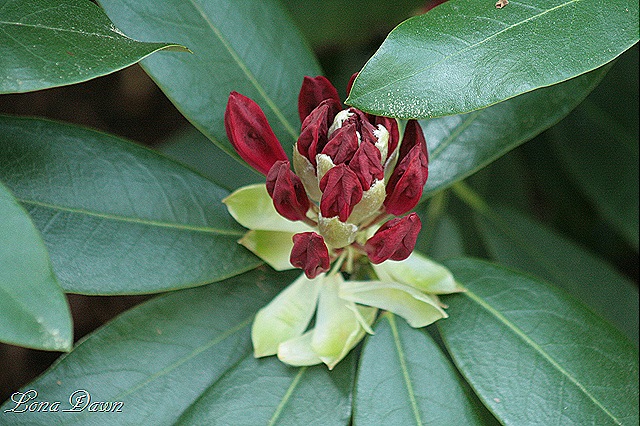 [Rhododendron_NovaZemblaBuds8.jpg]