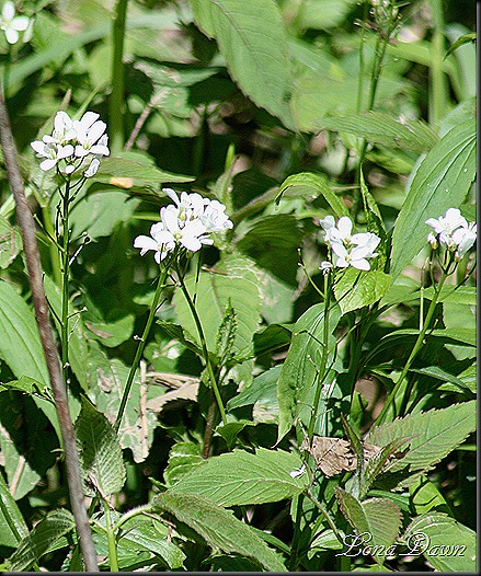CH_Lyre_LeavedRockcress