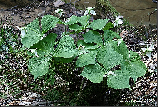 CH_Trilliums