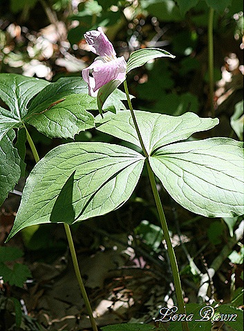 [Painted_trillium_Trillium_undulatum7.jpg]
