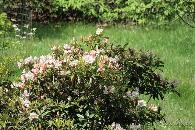 [DA_RhododendronGarden[6].jpg]