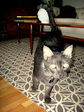 close up of clyde
