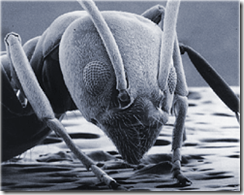 Bugzilla Free Download | Free Defect Tracking System Download | Bug-Tracking System Download