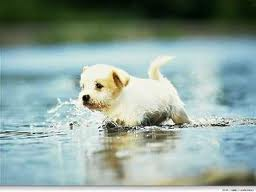 How to Take Care of Dogs in Summer &ndash; Safety Tips