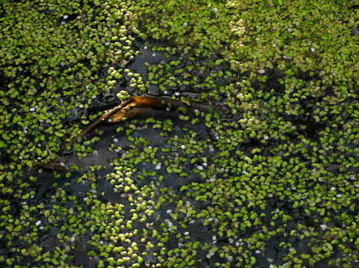 swamps