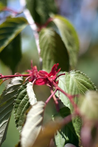 Vielä pari kukkaa oli kiinni kirsikkapuussa