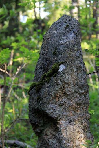 Lähikuva