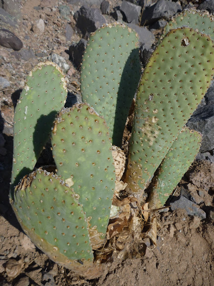Spotting Image 1
