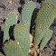 Beavertail Cactus