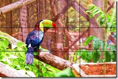 tucan tucan
