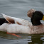 Crested Duck