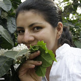 Coffee, Honduras