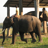 Chitwan Elephants