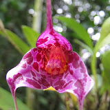 Orchids