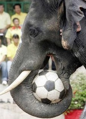 Elephant Eats Football