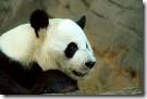 panda gigante