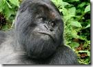 Gorilla di Montagna