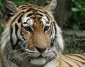 [Tigre[2].jpg]