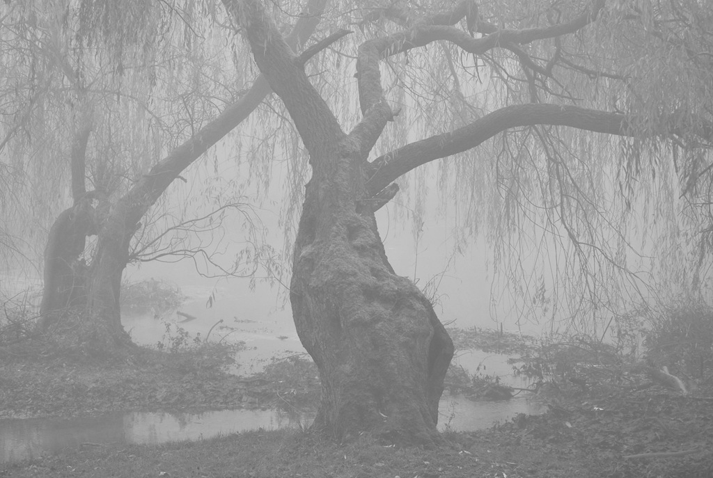 [Fat tree in fog[5].jpg]