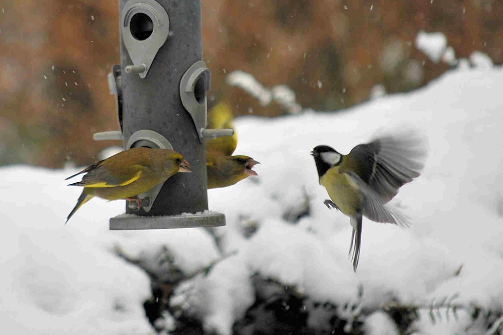 [Greenfinches fighting off great tit[5].jpg]