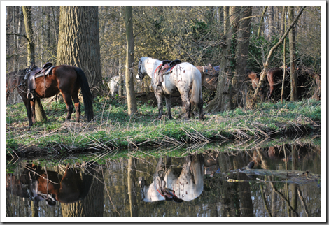 Horses Horses