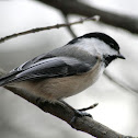 Black-capped Chickadee