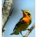 Blackburnian Warbler