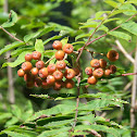 Mountain Ash