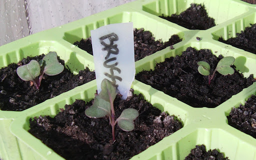 sprout