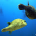 Kugelfische