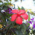 rotes Blümchen