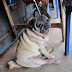 sitting dog