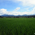 Feld