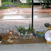 Katze bei Regen