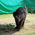 Minielefant