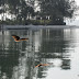 wo sind die Fische