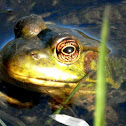American bullfrog