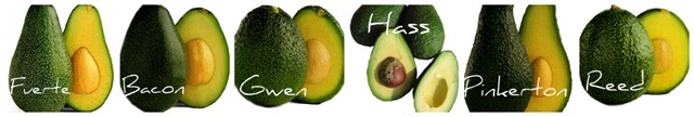 [Avocado7.jpg]